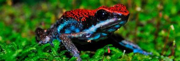 Los animales más venenosos de todo el mundo