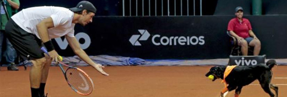 Perros abandonados se convierten en recogepelotas del Brasil Open