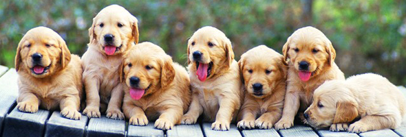 TEST: ¿Qué raza de perro deberías tener?